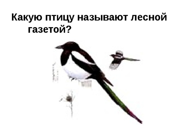 Какую птицу называют лесной газетой?   