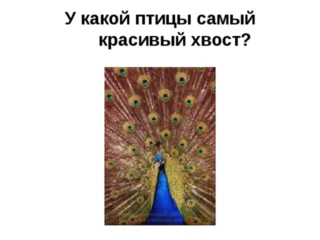 У какой птицы самый красивый хвост?    