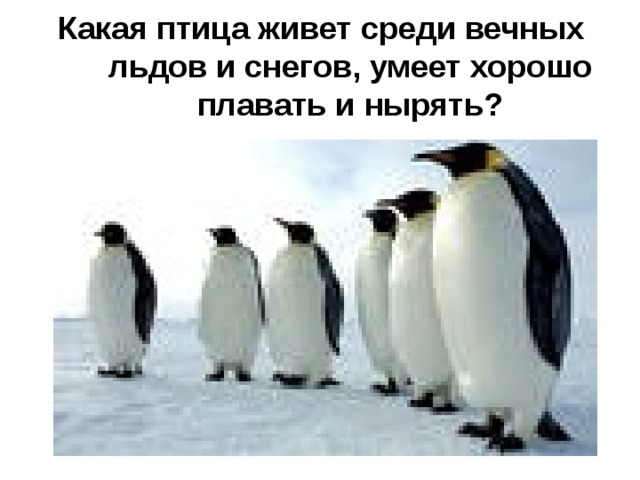 Какая птица живет среди вечных льдов и снегов, умеет хорошо плавать и нырять?   