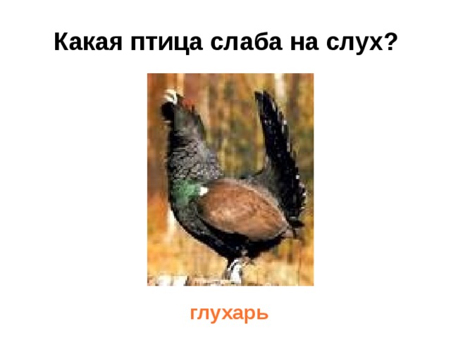 Какая птица слаба на слух?   глухарь 