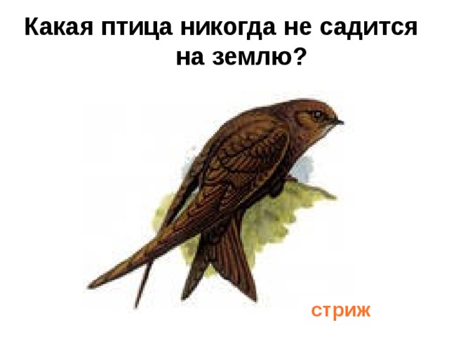 Какая птица никогда не садится на землю?   стриж 