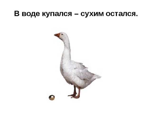 В воде купался – сухим остался.    