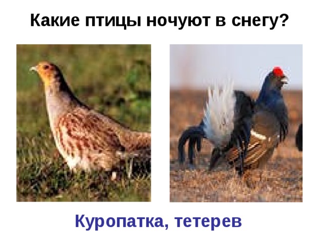 Какие птицы ночуют в снегу?    Куропатка, тетерев 