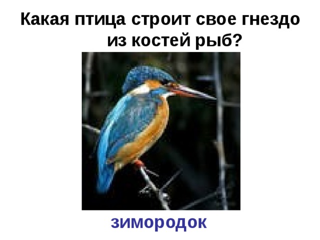 Какая птица строит свое гнездо из костей рыб?   зимородок 