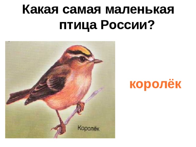 Какая самая маленькая птица России?   королёк 