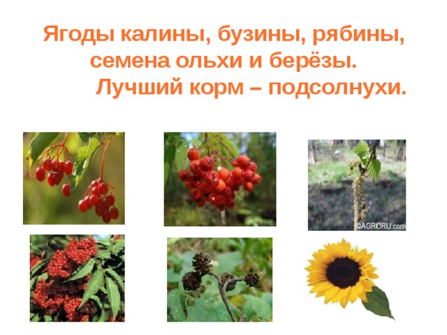 Ягоды калины, бузины, рябины, семена ольхи и берёзы.  Лучший корм – подсолнухи.   