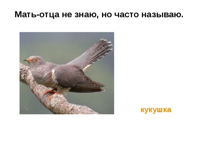 Мать-отца не знаю, но часто называю.    кукушка 