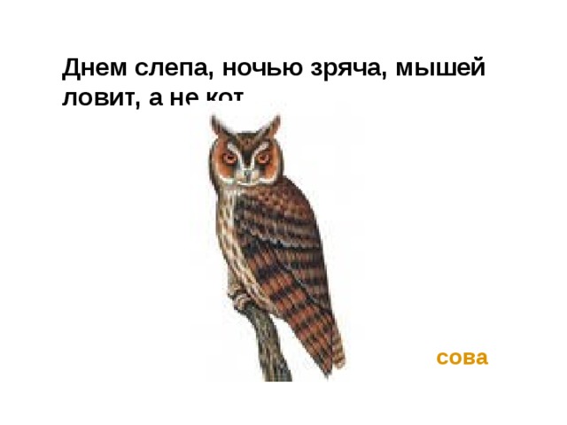 Днем слепа, ночью зряча, мышей ловит, а не кот.   сова 