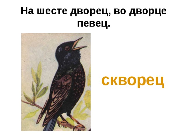 На шесте дворец, во дворце певец.    скворец 