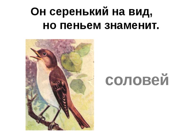 Он серенький на вид,  но пеньем знаменит.   соловей 