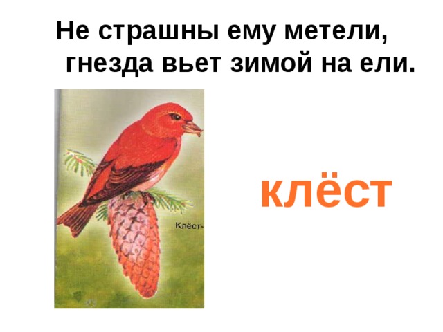 Не страшны ему метели,  гнезда вьет зимой на ели.   клёст 