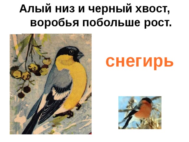 Алый низ и черный хвост,  воробья побольше рост.   снегирь 