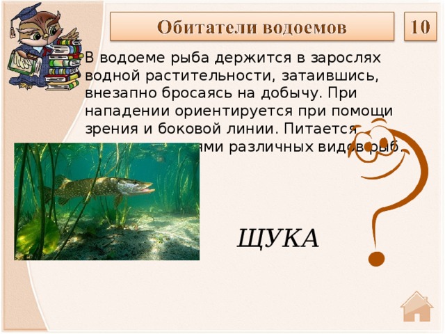 В водоеме рыба держится в зарослях водной растительности, затаившись, внезапно бросаясь на добычу. При нападении ориентируется при помощи зрения и боковой линии. Питается представителями различных видов рыб. ЩУКА  