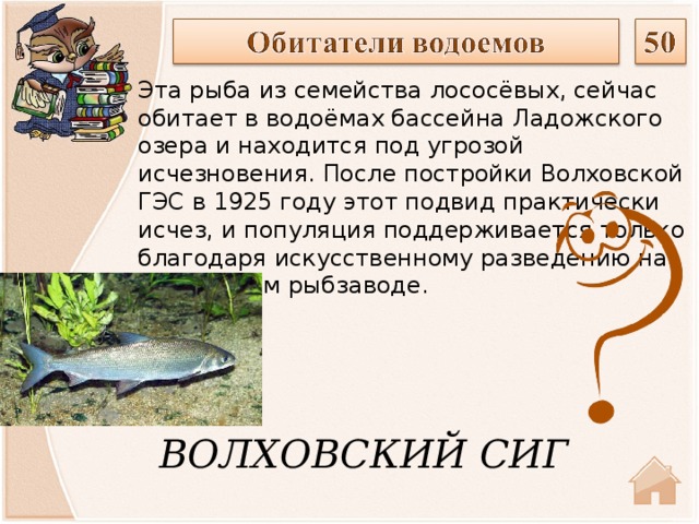 Эта рыба из семейства лососёвых, сейчас обитает в водоёмах бассейна Ладожского озера и находится под угрозой исчезновения. После постройки Волховской ГЭС в 1925 году этот подвид практически исчез, и популяция поддерживается только благодаря искусственному разведению на волховском рыбзаводе. ВОЛХОВСКИЙ СИГ  