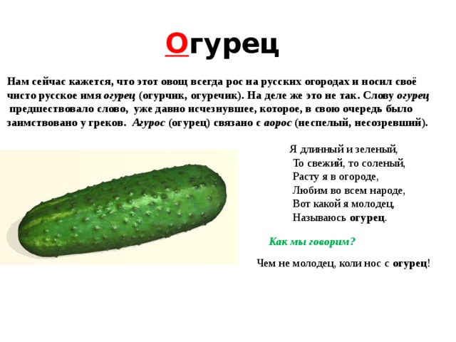 Проект про огурец