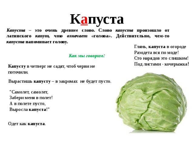 К а пуста Капуста – это очень древнее слово. Слово капуста произошло от латинского капут, что означает «голова». Действительно, чем-то капуста напоминает голову. Глянь, капуста в огороде Разодета вся по моде! Сто нарядов это слишком! Под листами - кочерыжка ! Как мы говорим : Капусту в четверг не садят, чтоб черви не поточили. Вырастишь капусту – в закромах не будет пусто. 