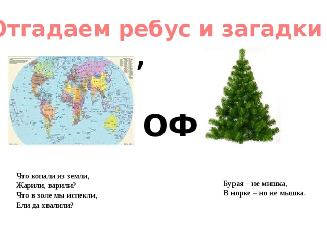 Отгадаем ребус и загадки , ОФ Что копали из земли, Жарили, варили? Что в золе мы испекли, Ели да хвалили? Бурая – не мишка, В норке – но не мышка. 