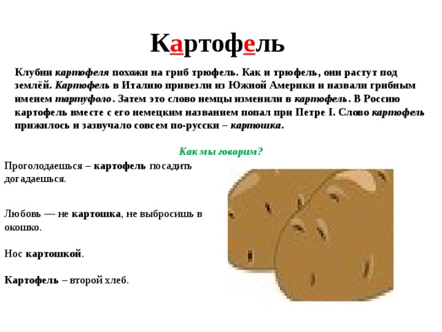 К а ртоф е ль Клубни картофеля похожи на гриб трюфель. Как и трюфель, они растут под землёй. Картофель в Италию привезли из Южной Америки и назвали грибным именем тартуфоло . Затем это слово немцы изменили в картофель . В Россию картофель вместе с его немецким названием попал при Петре I. Слово картофель прижилось и зазвучало совсем по-русски – картошка .  Как мы говорим? Проголодаешься – картофель посадить догадаешься. Любовь — не картошка , не выбросишь в окошко. Нос картошкой . Картофель – второй хлеб. 