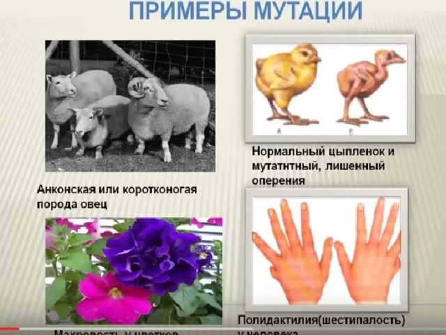 Генные мутации рисунок