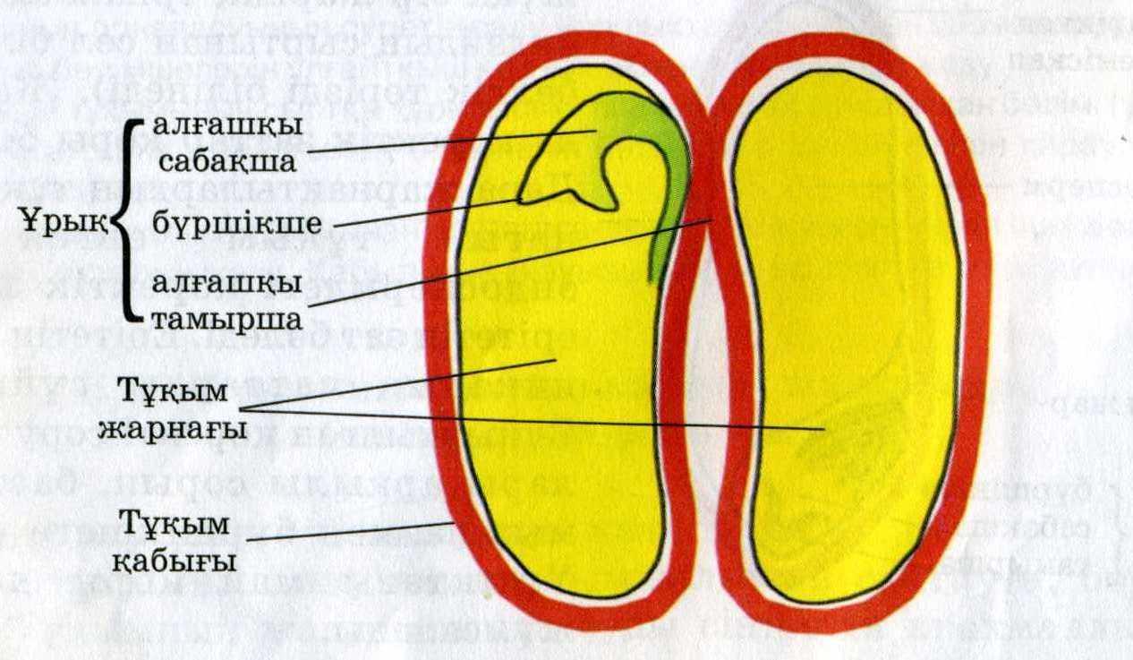 Әйелімен жыныстық қатынас