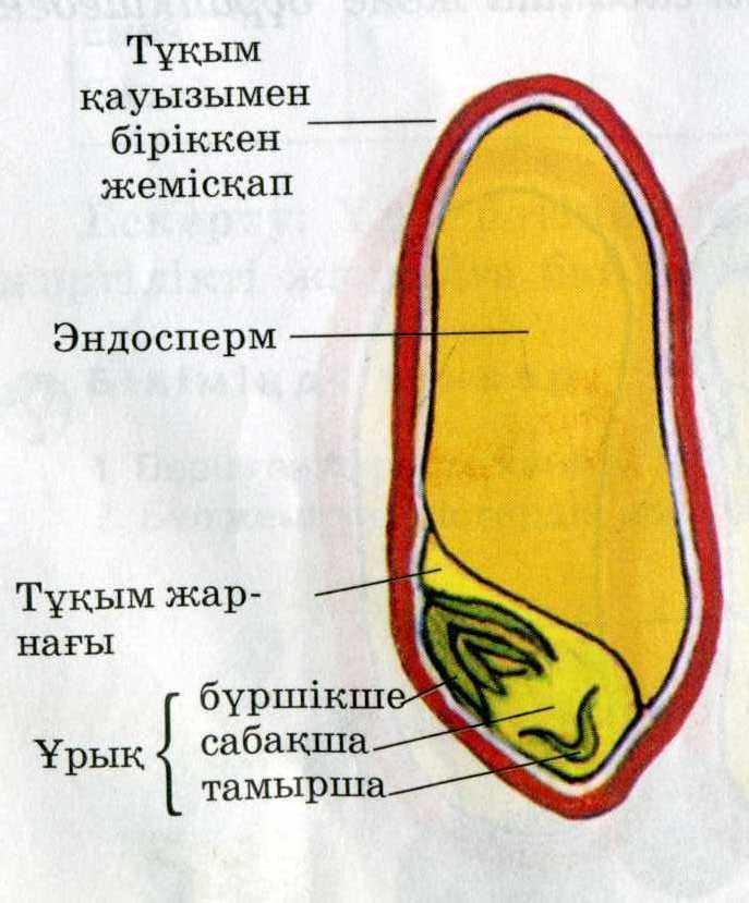 Ресейдегі әйелдердің еркектерге зәр түсіретін порно видеосы