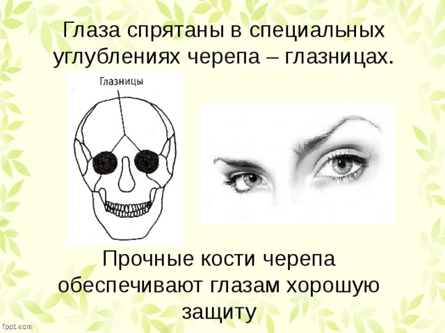 Глазные яблоки расположены в парных углублениях черепа. Глаза расположены в углублениях черепа. Углубления в черепе для глаз. Глаза расположены в парных углублениях черепа.