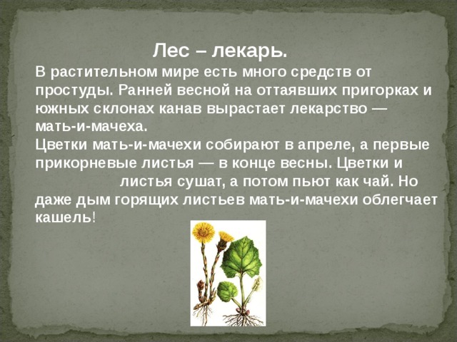 Лес – лекарь.  В растительном мире есть много средств от простуды. Ранней весной на оттаявших пригорках и южных склонах канав вырастает лекарство — мать-и‑мачеха. Цветки мать-и‑мачехи собирают в апреле, а первые прикорневые листья — в конце весны. Цветки и листья сушат, а потом пьют как чай. Но даже дым горящих листьев мать-и‑мачехи облегчает кашель ! 