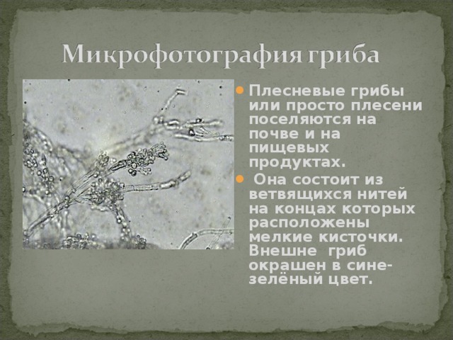 Плесневые грибы или просто плесени поселяются на почве и на пищевых продуктах.  Она состоит из ветвящихся нитей на концах которых расположены мелкие кисточки. Внешне гриб окрашен в сине-зелёный цвет. 