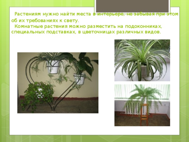  Растениям нужно найти места в интерьере, не забывая при этом об их требованиях к свету.  Комнатные растения можно разместить на подоконниках, специальных подставках, в цветочницах различных видов.  