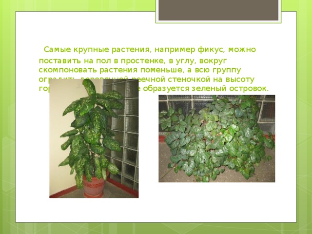  Самые крупные растения, например фикус, можно поставить на пол в простенке, в углу, вокруг скомпоновать растения поменьше, а всю группу оградить деревянной реечной стеночкой на высоту горшков — в результате образуется зеленый островок.  