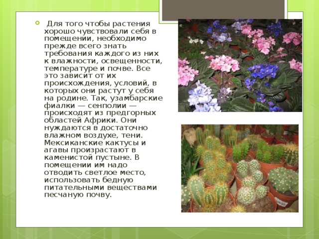  Для того чтобы растения хорошо чувствовали себя в помещении, необходимо прежде всего знать требования каждого из них к влажности, освещенности, температуре и почве. Все это зависит от их происхождения, условий, в кото­рых они растут у себя на родине. Так, узамбарские фиалки — сенполии — происходят из предгорных областей Африки. Они нуждаются в достаточно влажном воздухе, тени. Мексикан­ские кактусы и агавы произрастают в каменистой пустыне. В помещении им надо отводить светлое место, использовать бедную питательными веществами песчаную почву.  