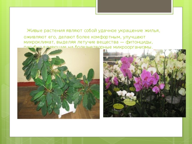 Живые растения являют собой удачное украшение жилья, оживляют его, делают более ком­фортным, улучшают микроклимат, выделяя летучие вещества — фитонциды, пагубно влияющие на болезнетворные микроорганизмы.  
