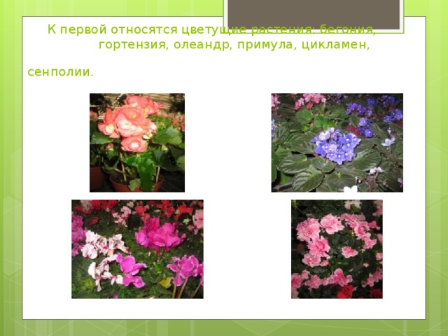 К первой относятся цветущие растения: бегония, гортензия, олеандр, примула, цикламен, сенполии.   