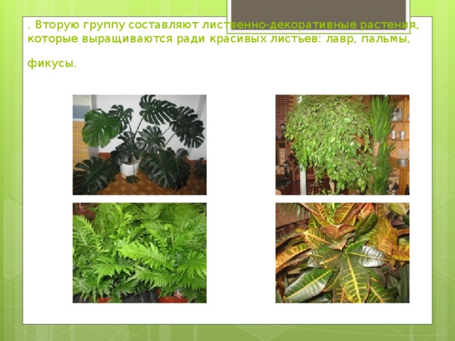. Вторую группу составляют лиственно-декоративные растения, которые выращиваются ради красивых листьев: лавр, пальмы, фикусы.   