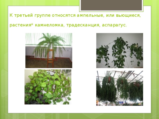 К третьей группе относятся ампельные, или вьющиеся, растения* камнеломка, традесканция, аспарагус.   