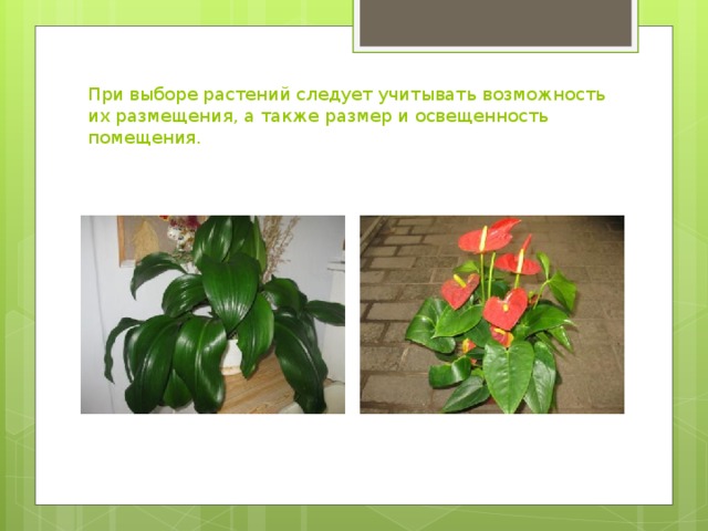 При выборе растений следует учитывать возможность их размещения, а также размер и освещенность помещения.    