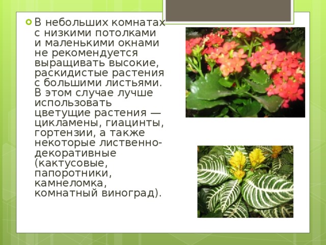 В небольших комнатах с низкими потолками и маленькими окнами не рекомендуется выращивать высокие, раскидистые растения с большими листьями. В этом случае лучше использовать цветущие растения — цикламены, гиацинты, гортензии, а также некоторые лиственно-декоративные (кактусовые, папоротники, камнеломка, комнатный виноград).   