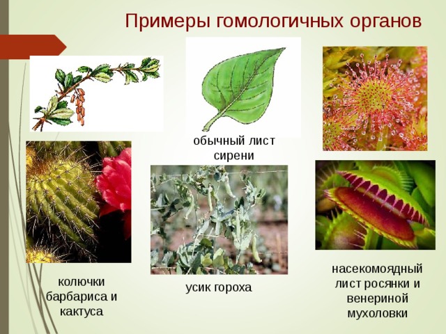Примеры гомологичных органов обычный лист сирени насекомоядный лист росянки и венериной мухоловки колючки барбариса и кактуса усик гороха 