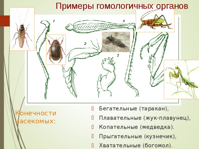 Примеры гомологичных органов Бегательные (таракан), Плавательные (жук-плавунец), Копательные (медведка). Прыгательные (кузнечик), Хватательные (богомол).  Конечности насекомых: 