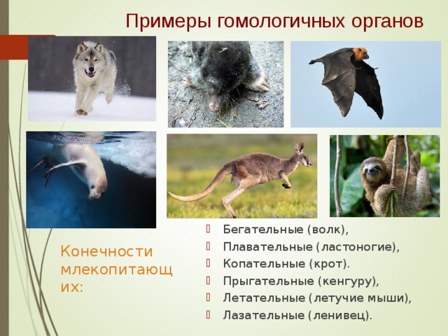 Примеры гомологичных органов Бегательные (волк), Плавательные (ластоногие), Копательные (крот). Прыгательные (кенгуру), Летательные (летучие мыши), Лазательные (ленивец).  Конечности млекопитающих: 