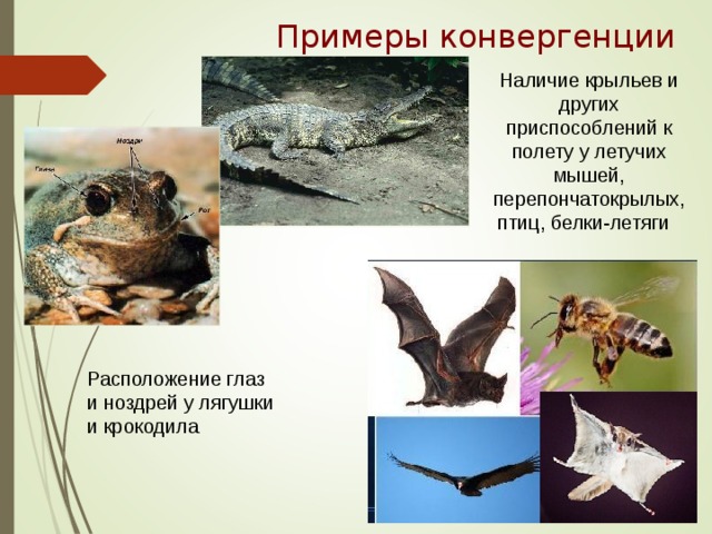 Примеры конвергенции Наличие крыльев и других приспособлений к полету у летучих мышей, перепончатокрылых, птиц, белки-летяги Расположение глаз и ноздрей у лягушки и крокодила 