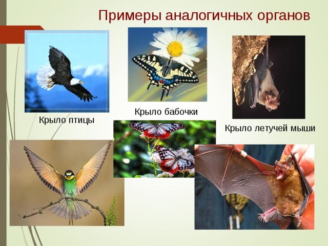 Примеры аналогичных органов Крыло бабочки Крыло птицы Крыло летучей мыши 