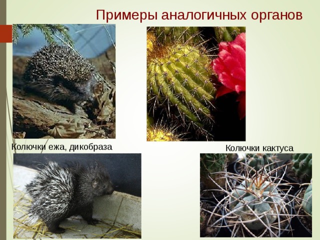 Примеры аналогичных органов Колючки ежа, дикобраза Колючки кактуса 