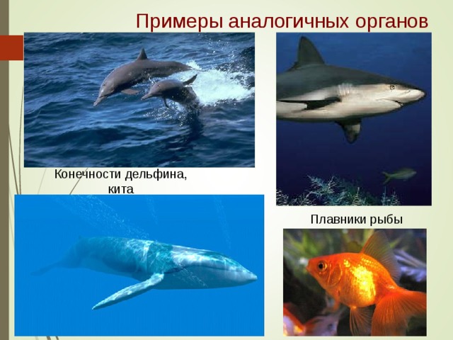 Примеры аналогичных органов Конечности дельфина, кита Плавники рыбы 