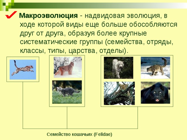  Макроэволюция - надвидовая эволюция, в ходе которой виды еще больше обособляются друг от друга, образуя более крупные систематические группы (семейства, отряды, классы, типы, царства, отделы). Семейство кошачьих (Felidae) 