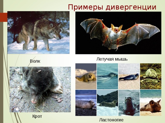 Примеры дивергенции Летучая мышь Волк Крот Ластоногие 
