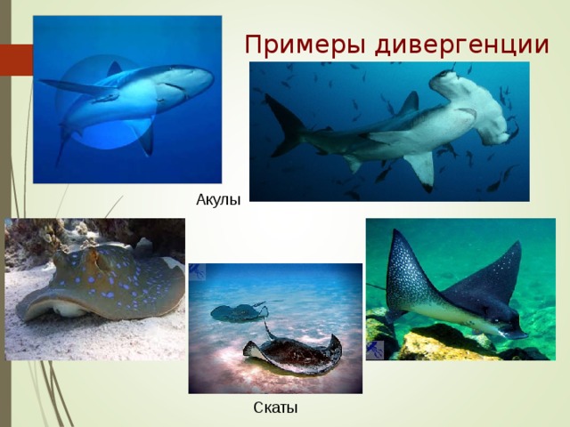 Примеры дивергенции Акулы Скаты 