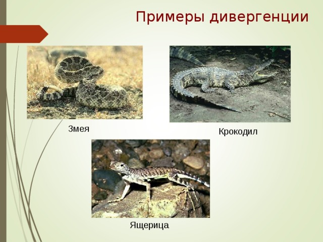Примеры дивергенции Змея Крокодил Ящерица 