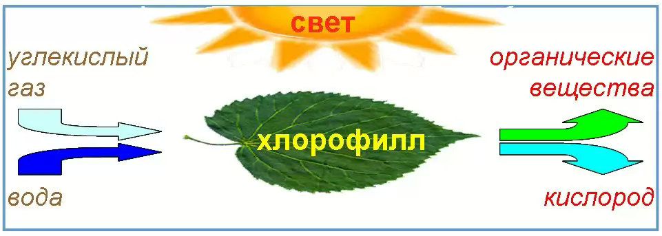 Кислород углекислый газ вода солнечный свет. Схема фотосинтеза у растений. Процесс фотосинтеза у растений схема. Схемы процесса схему фотосинтеза. Фотосинтез листа схема.