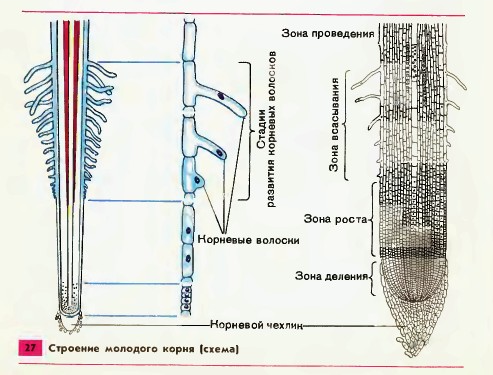 Наталья рассмотрела строение молодого корня фасоли под микроскопом и сделала рисунок 2